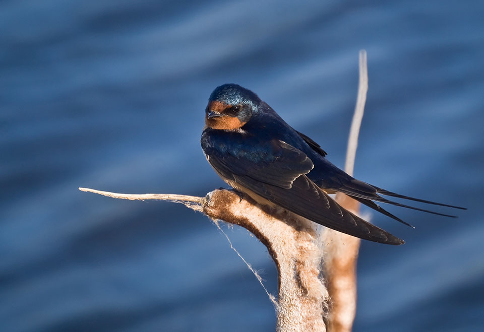 Barn Swallow (photo by Laurenz Baars)