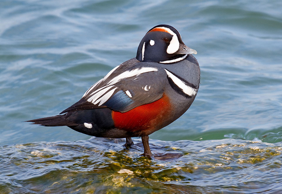 Harlequin Duck (photo by Larry Murdock Kirtley)