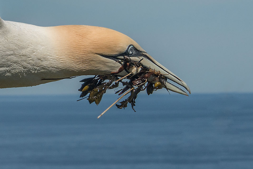 Observation des oiseaux migrateurs en hiver - Ré à la Hune