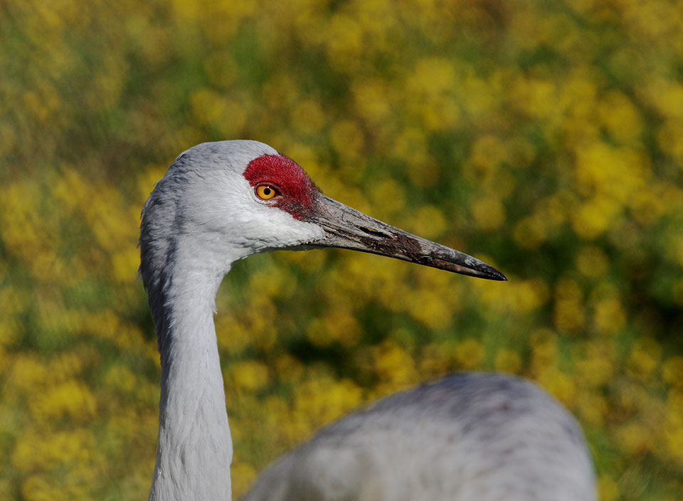 Sandhill Crane (photo by Lauren Nicholl)