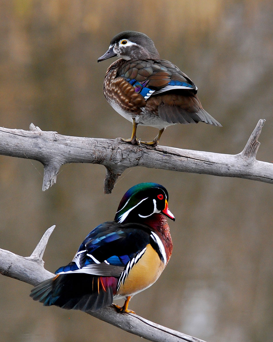 Wood Duck (photo by Mike Kelly)