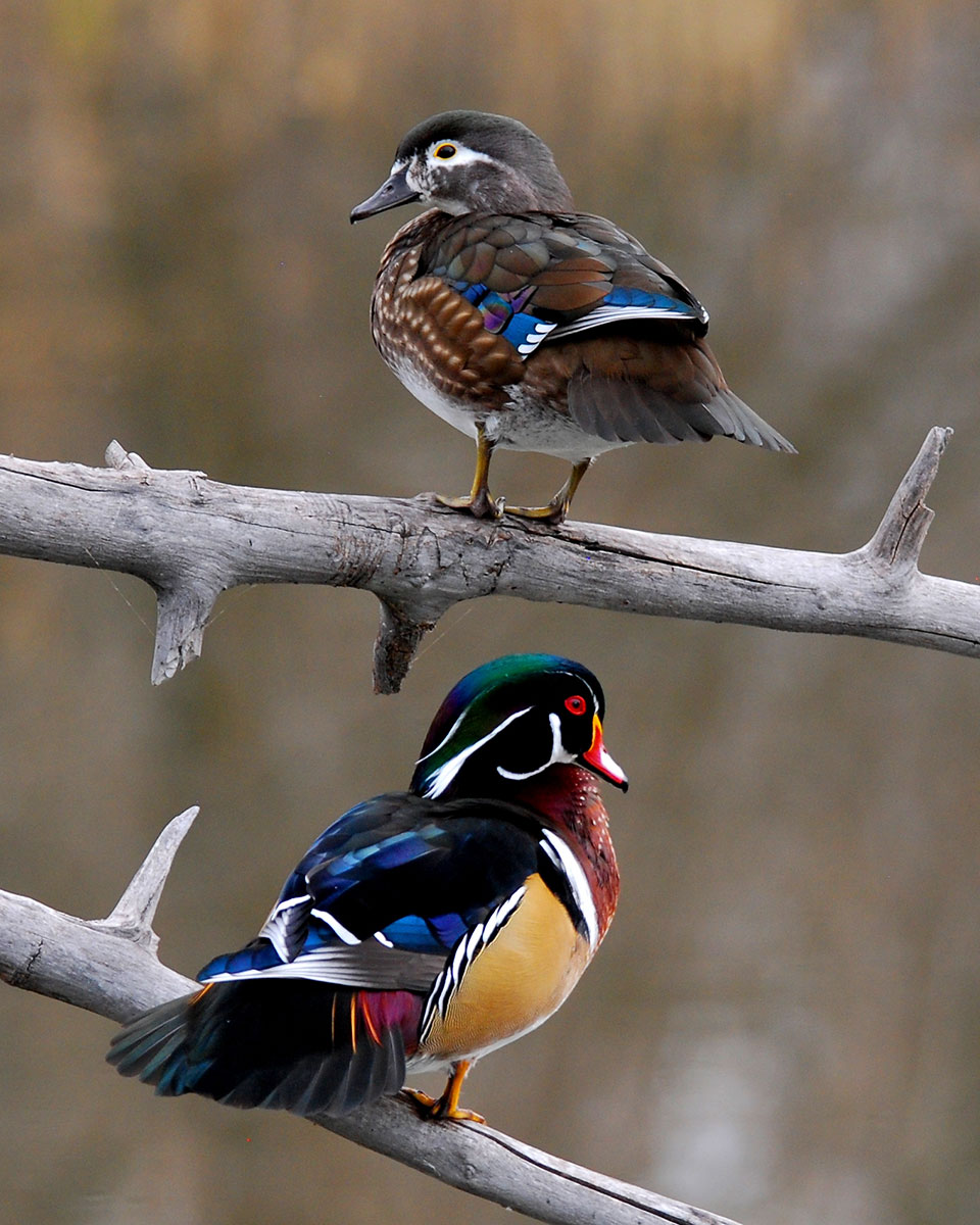 Canard branchu (photo par Mike Kelly)