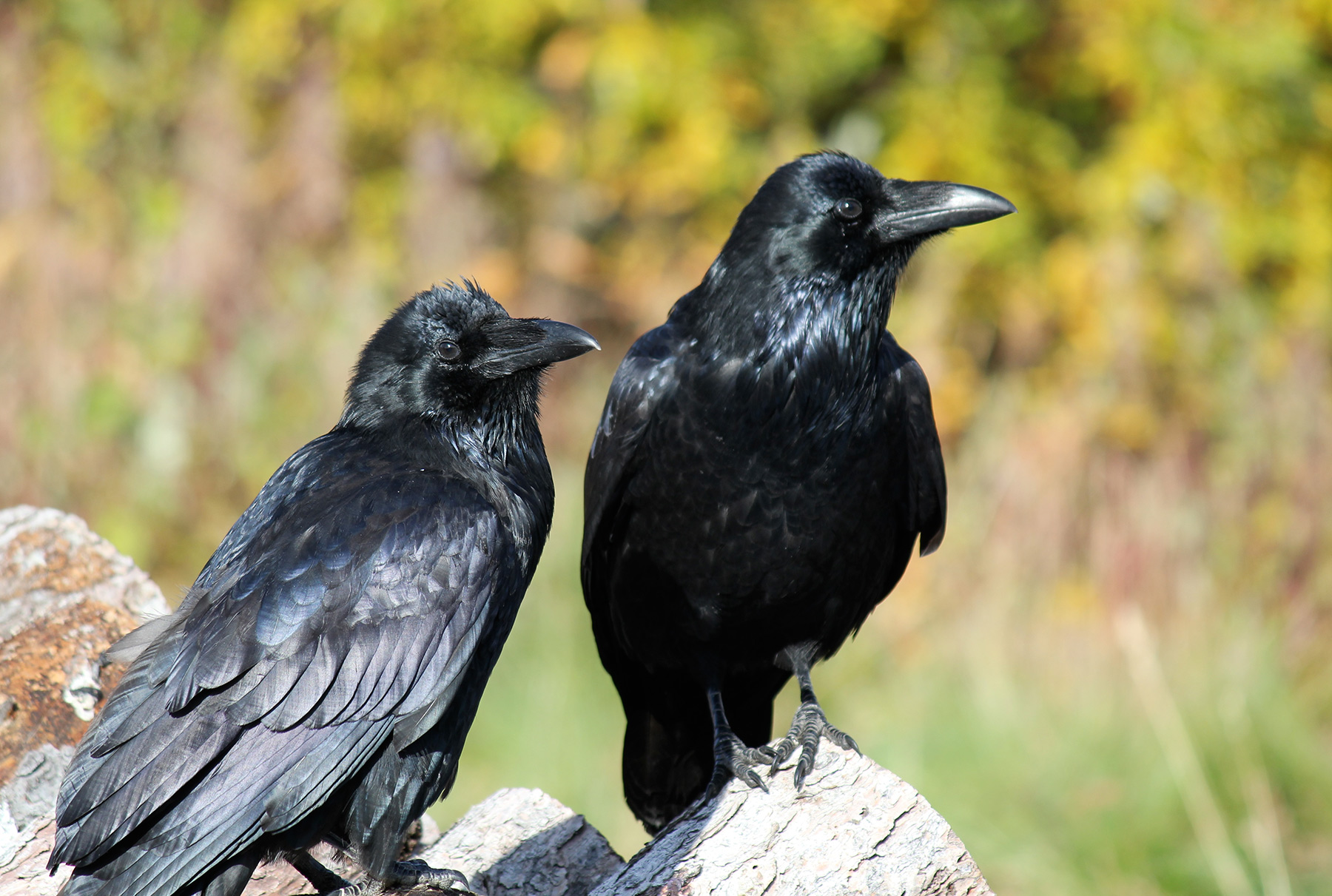 Raven couple