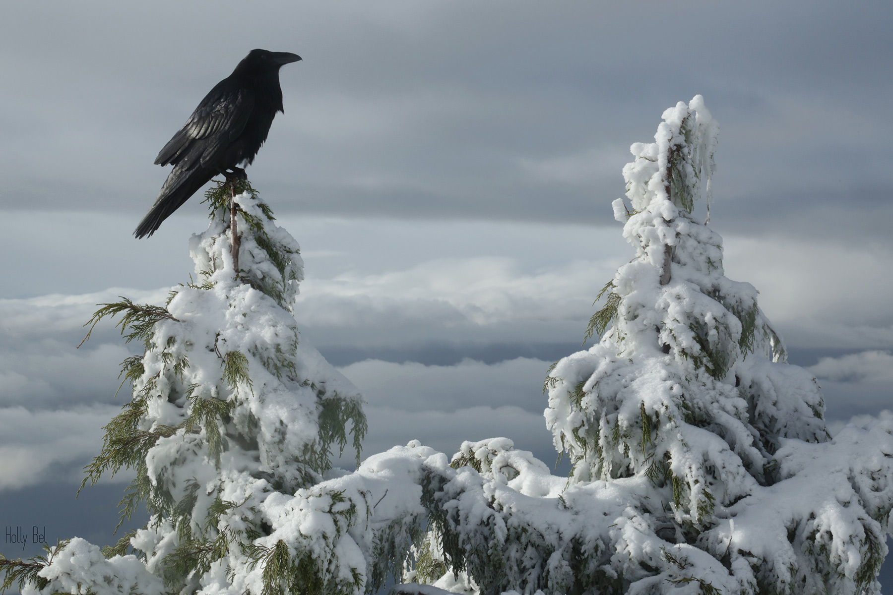 Common Raven on Tree Top