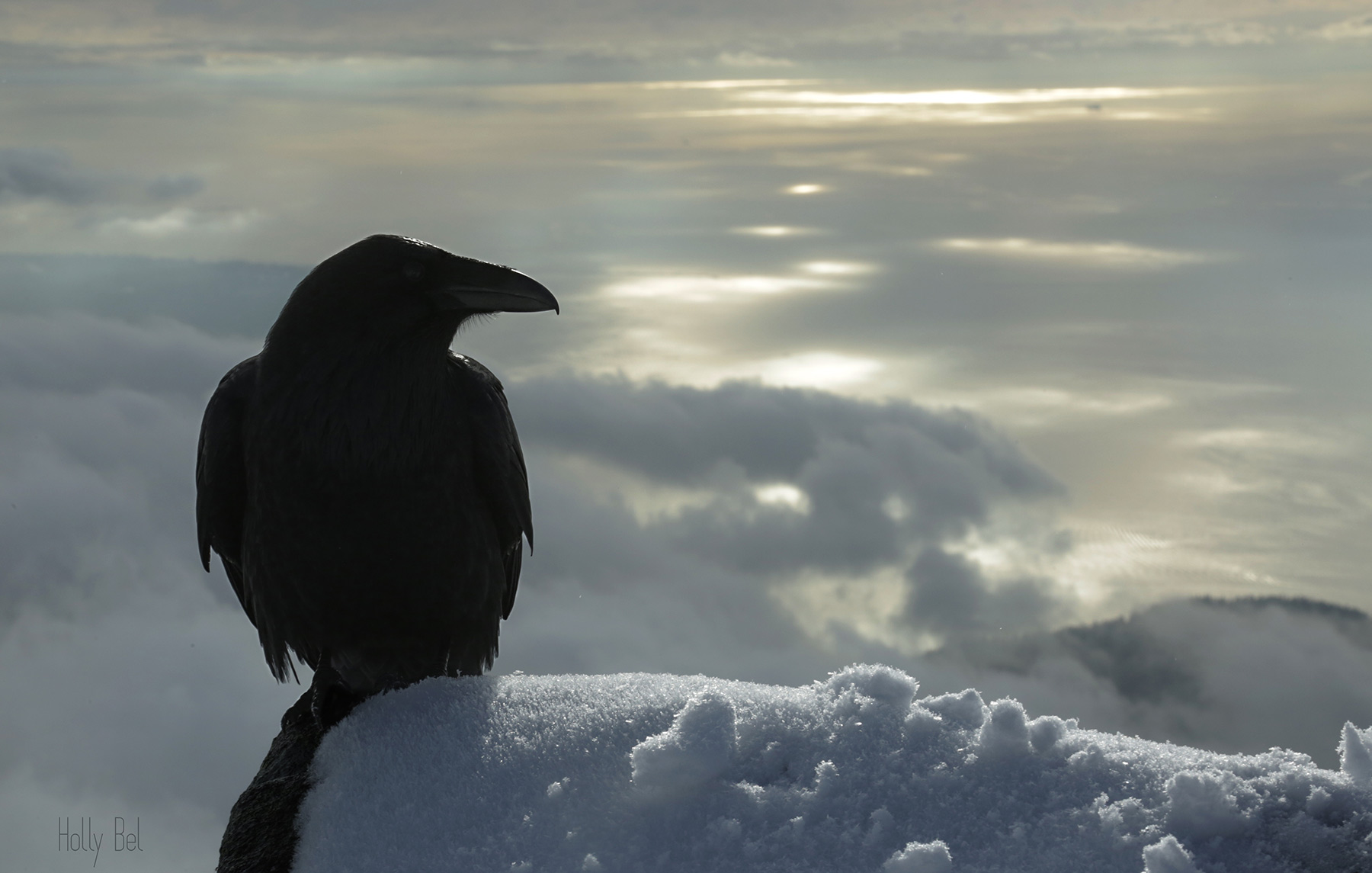 Common Raven in the snow