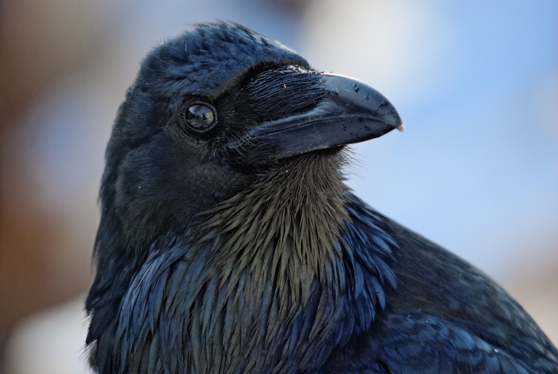 Common Raven