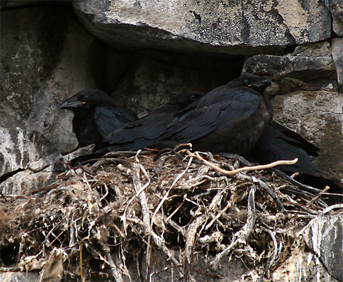 Grands Corbeaux Juvéniles au nid