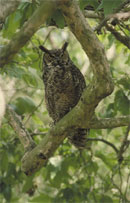 Great Horned Owl