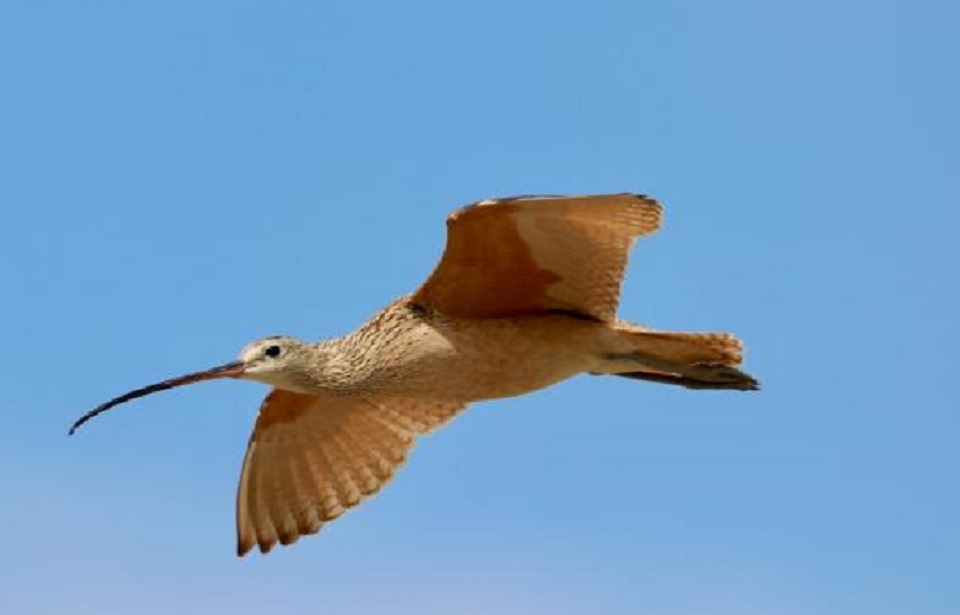 Faune et flore du pays - Le Colibri à gorge rubis