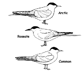 Types of Terns