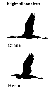 Flight Silhouettes of Crane and Heron