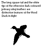 Silhouette of a Wood duck in flight