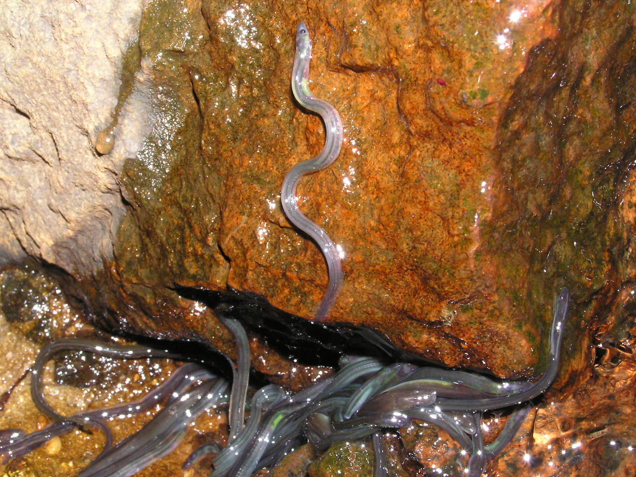 Anguilles argentées grimpant