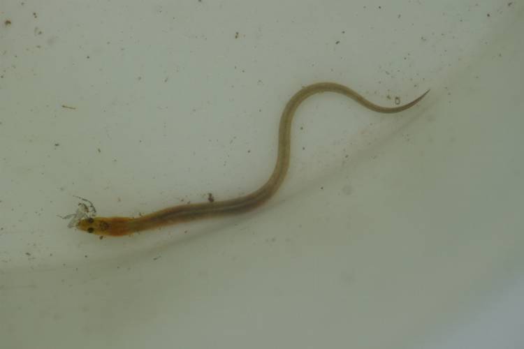A young American Eel, or yellow eel