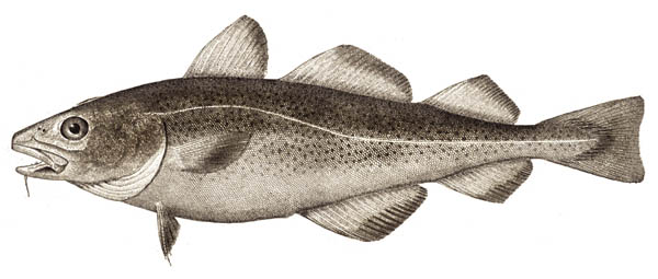 atlantic cod