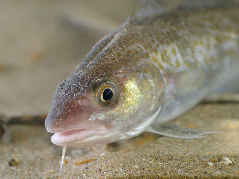 Juvenile Atlantic Cod