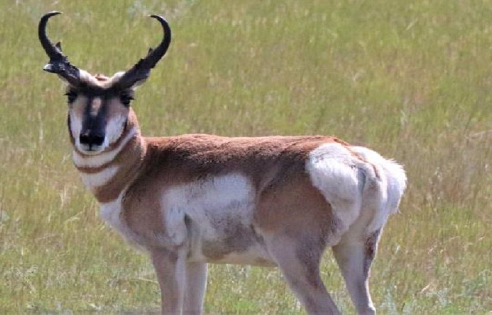 pronghorn