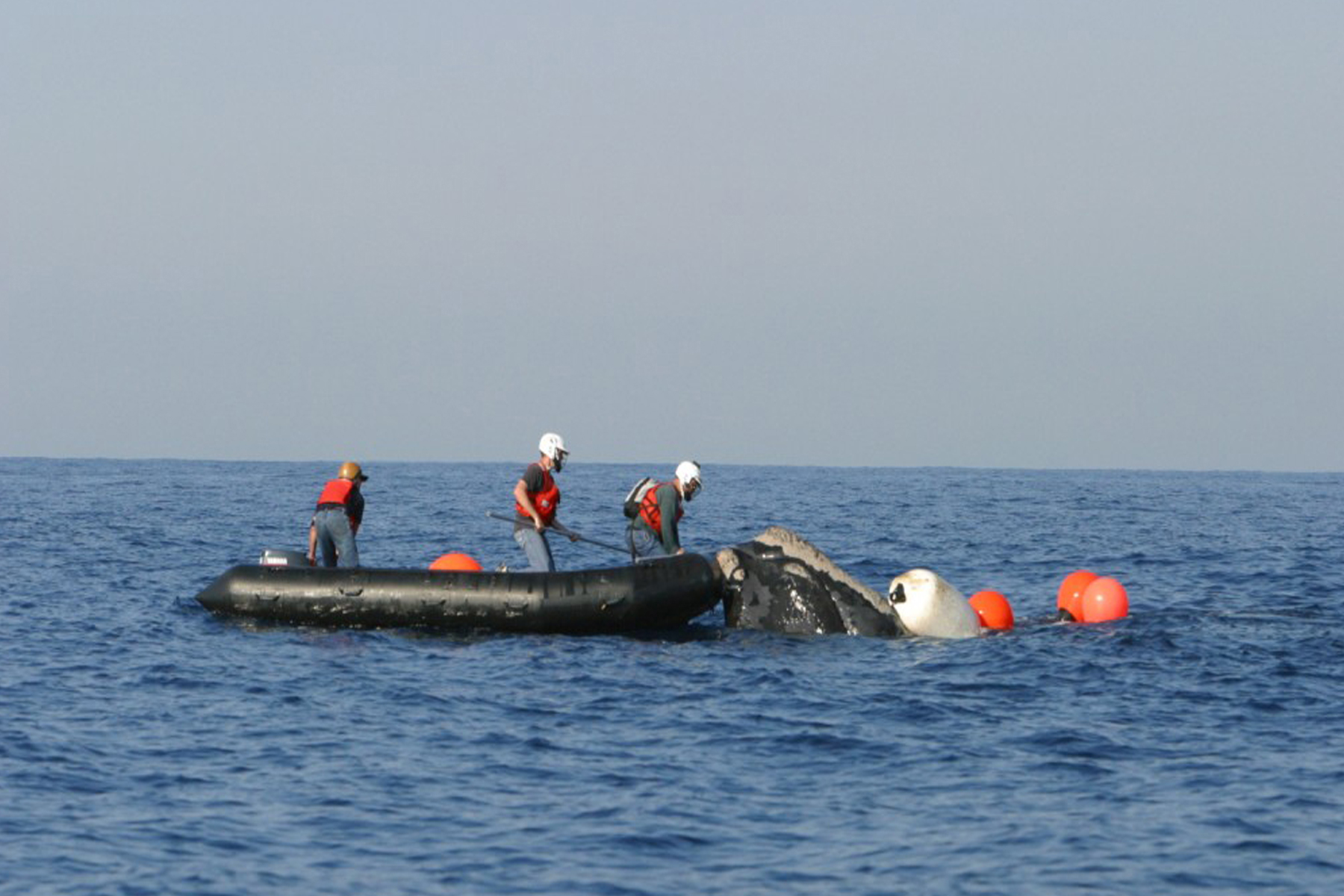 Baleine noire de l'Atlantique nord