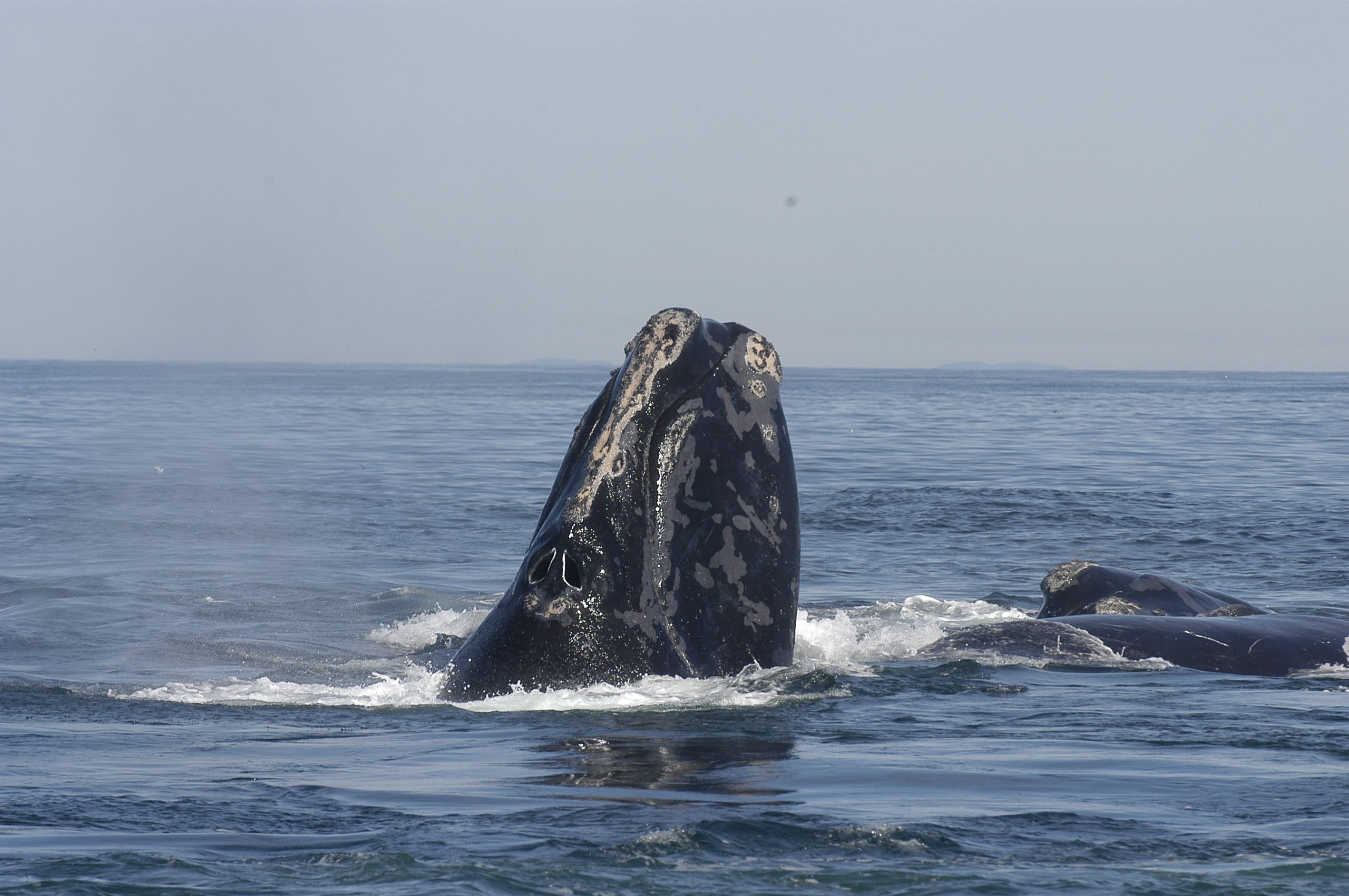 Baleine noire de l'Atlantique nord