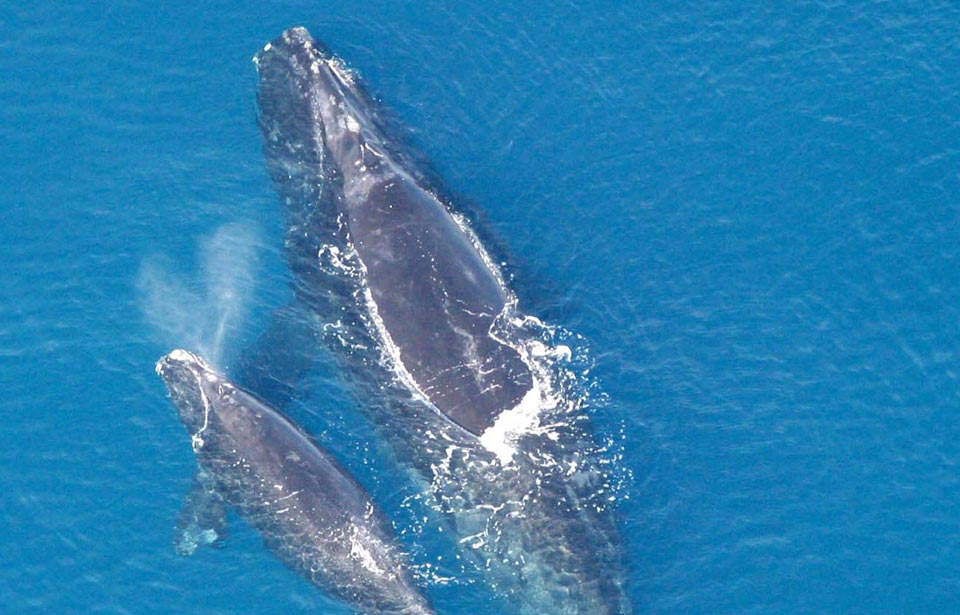Baleine noire de l'Atlantique nord, mère et baleineau
