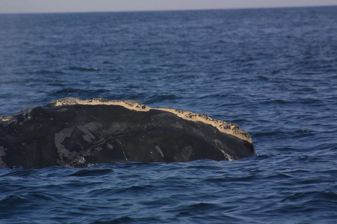 Baleine noire de l'Atlantique nord
