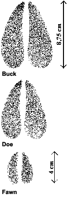 White-tailed Deer Tracks