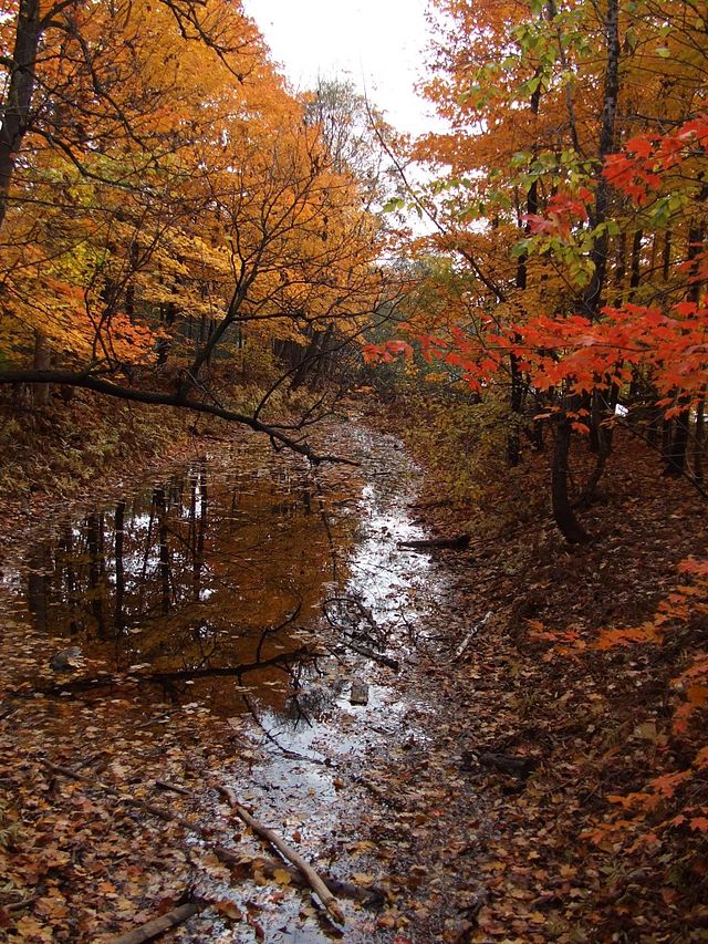 Faune et flore du pays - Les plaines à forêt mixte