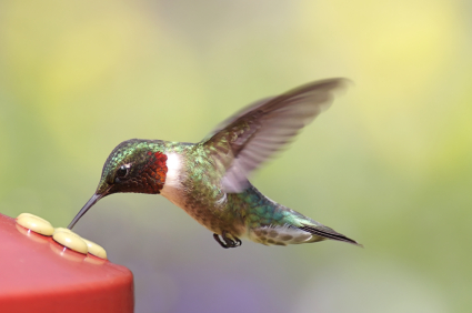 Hummingbird.jpg