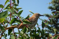 brown-thrasher