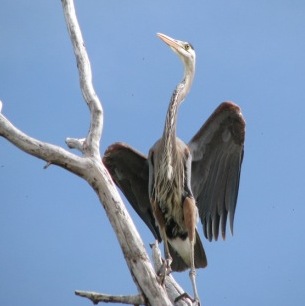 Great-Blue-Heron