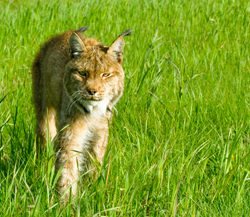 LYNX