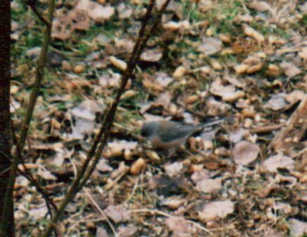 Pink-sided-Junco-Pix-2