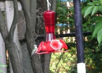 Various-hummingbird-005