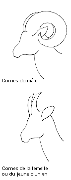 Cornes du mouflon