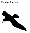Goéland au vol