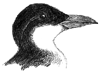 Différentes espèces dans la famille des pingouins, ou Alcidés