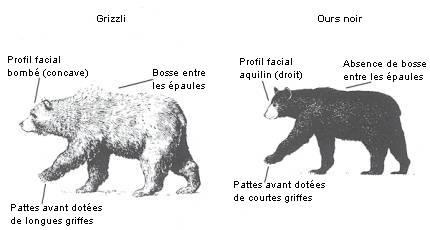 Comparaison d'un ours noir et d'un grizzli