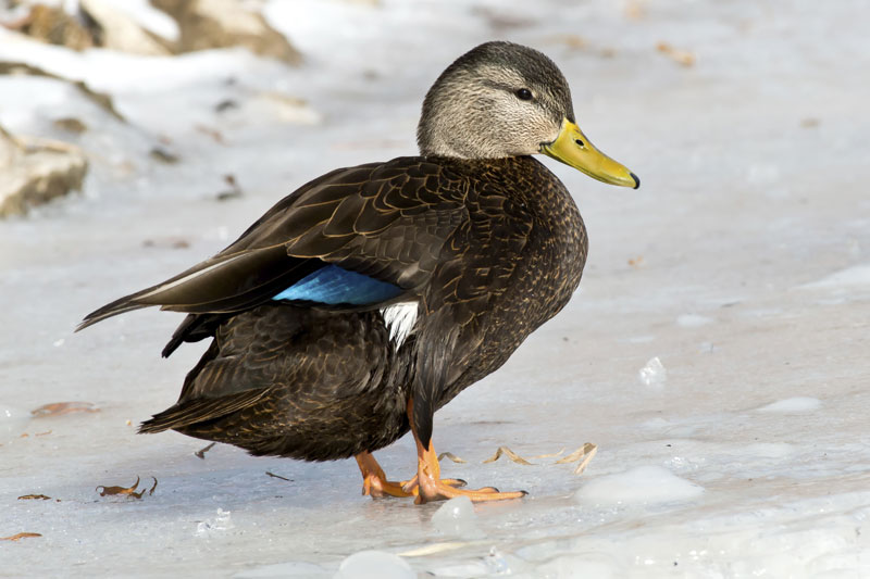 American Black Duck