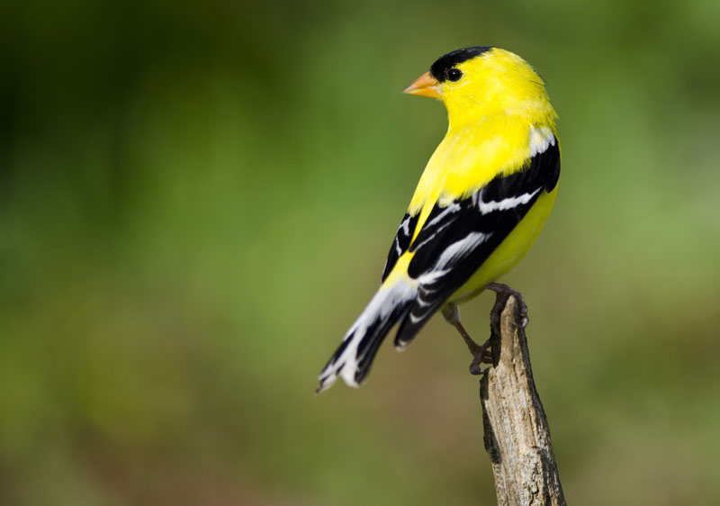 Hinterland Who&#39;s Who - American Goldfinch