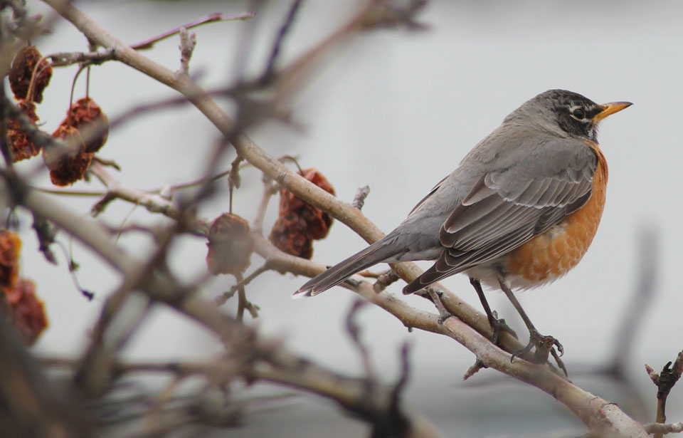 American Robin National Wildlife Federation