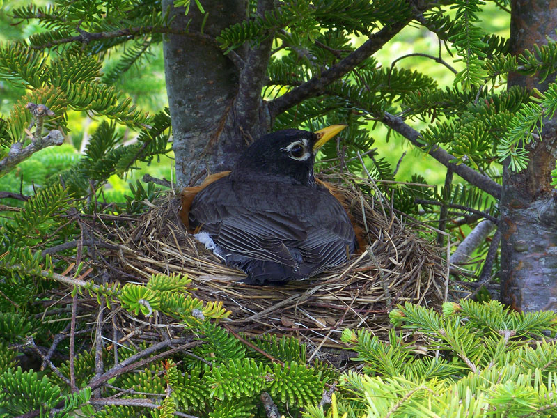 Fond Oiseaux Nid Reproduction Oiseau De Race Photo Et Image en