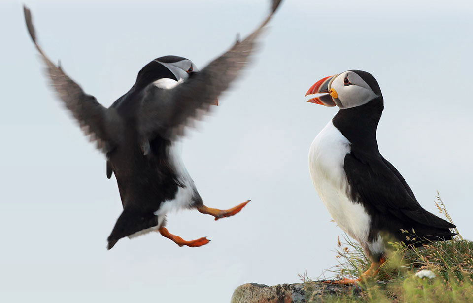 Seabird of the month - Atlantic Puffin (Fratercula arctica