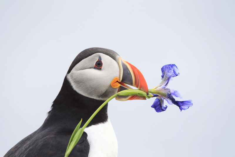 Atlantic Puffin