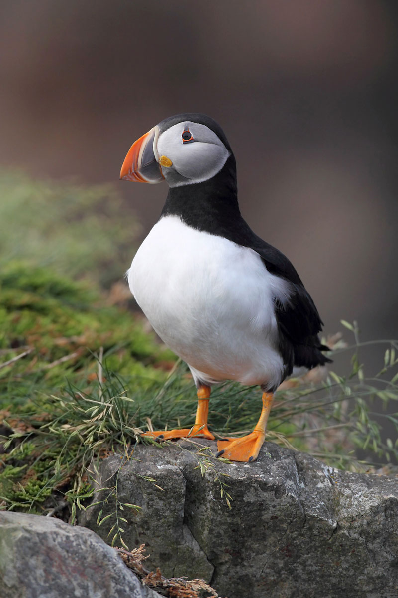 Atlantic Puffin