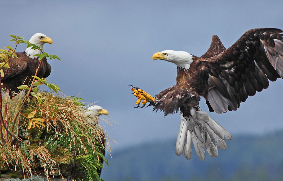 Hinterland Who's Who - Bald Eagle