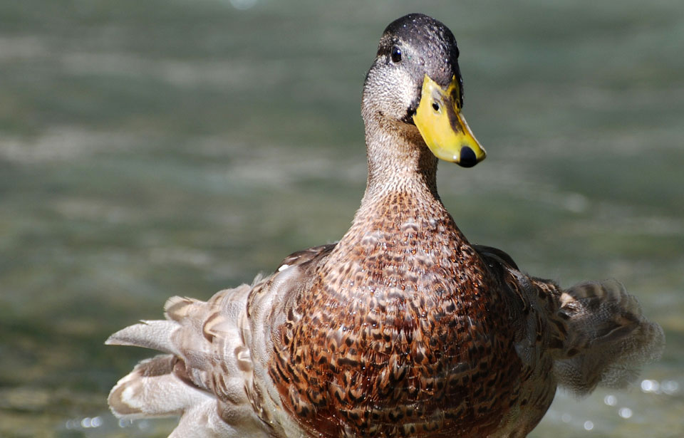 Le Canard noir