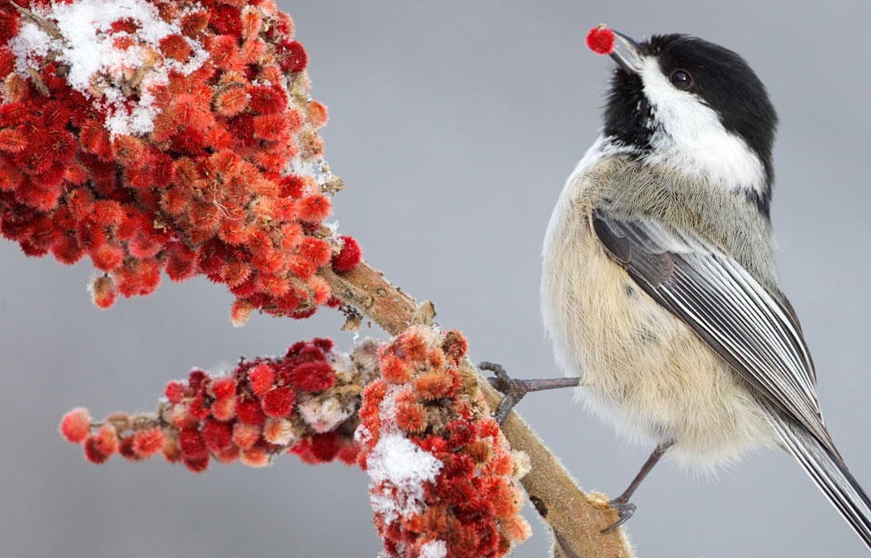 Faune et flore du pays - Les oiseaux