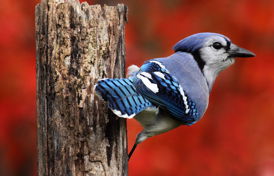 Blue Jay