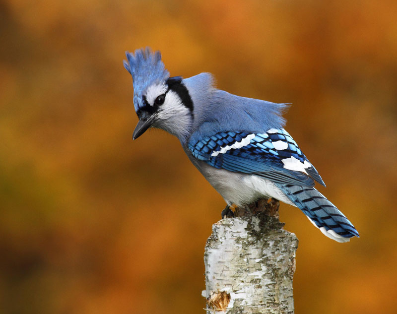 gray female blue jay