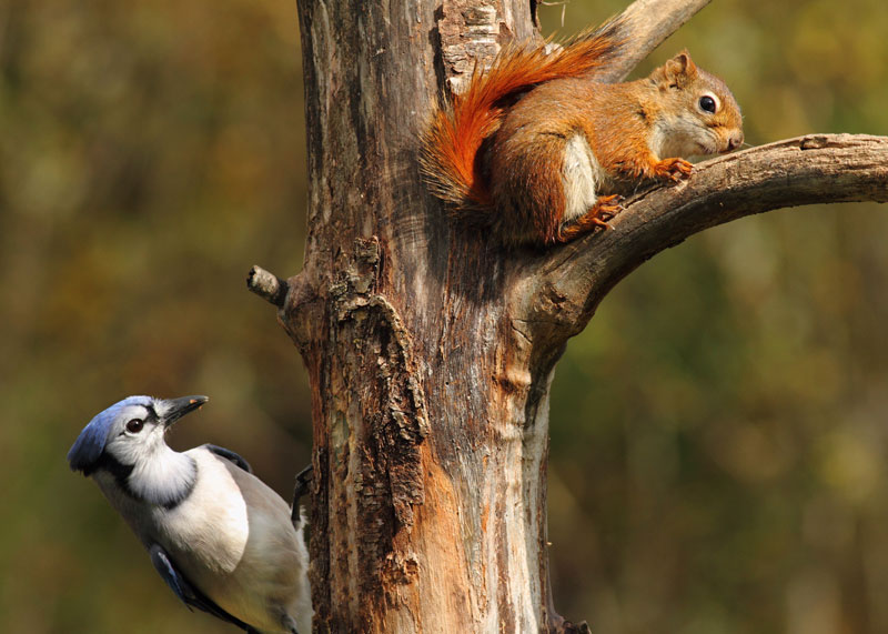 Hinterland Who S Who Blue Jay